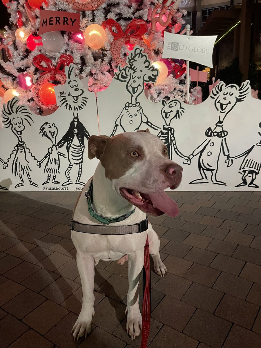 micheladaxmami's tweet photo. Merry Goobmas and Feliz Goobidad to you all! 🐶🎄🎅🏼 https://t.co/ReAXh5O1HX
