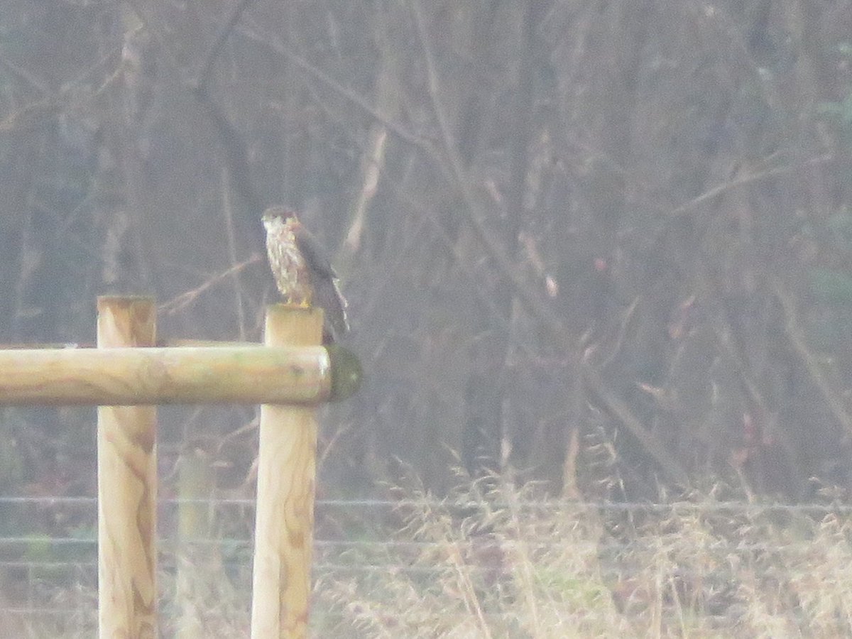 mike27co's tweet photo. Really distant shot of the merlin at Havant thicket yesterday https://t.co/fO4VbvmXeu
