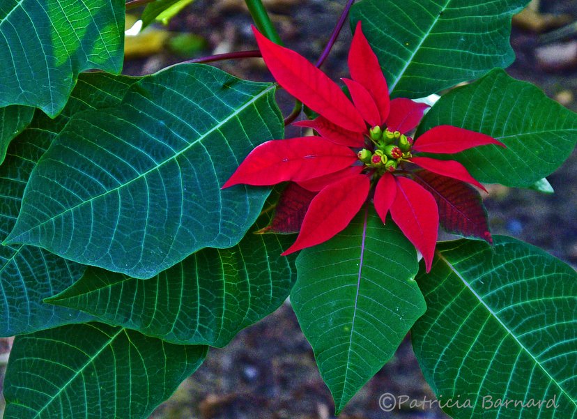 rockandroses_'s tweet photo. Hi everyone, flower of the moment...a beautiful Pointsettia I saw growing in a garden in Spain  a few years ago. Happy Christmas 🎄
 #gardening #Flowers #flowerphotography #nature https://t.co/AMKLAA3bQB