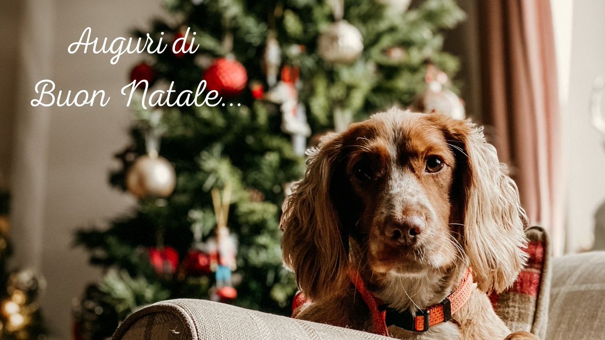 Cani_com's tweet photo. Buone Feste! 🐶🎄 #cani_com #amiciaquattrozampe https://t.co/IeveMKIrWF