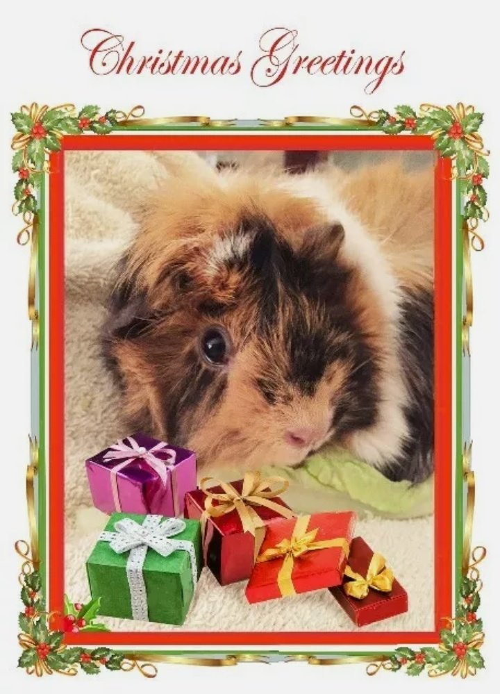 auntyanimal's tweet photo. #ChristmasDay
MERRY PIGMUS!
Presents scattered everywhere.
🥳💩🙄
🐹"You know we like to share."😇
#stillcleaning
#guineapigs
#rescuepets
Mungo - In the "Wheek" Mid-Winter.
Wishing everyone and your adorable pets a Happy and safe #Christmas2021
https://t.co/HUXTx5l4u9 https://t.co/DYCL8e8qEu