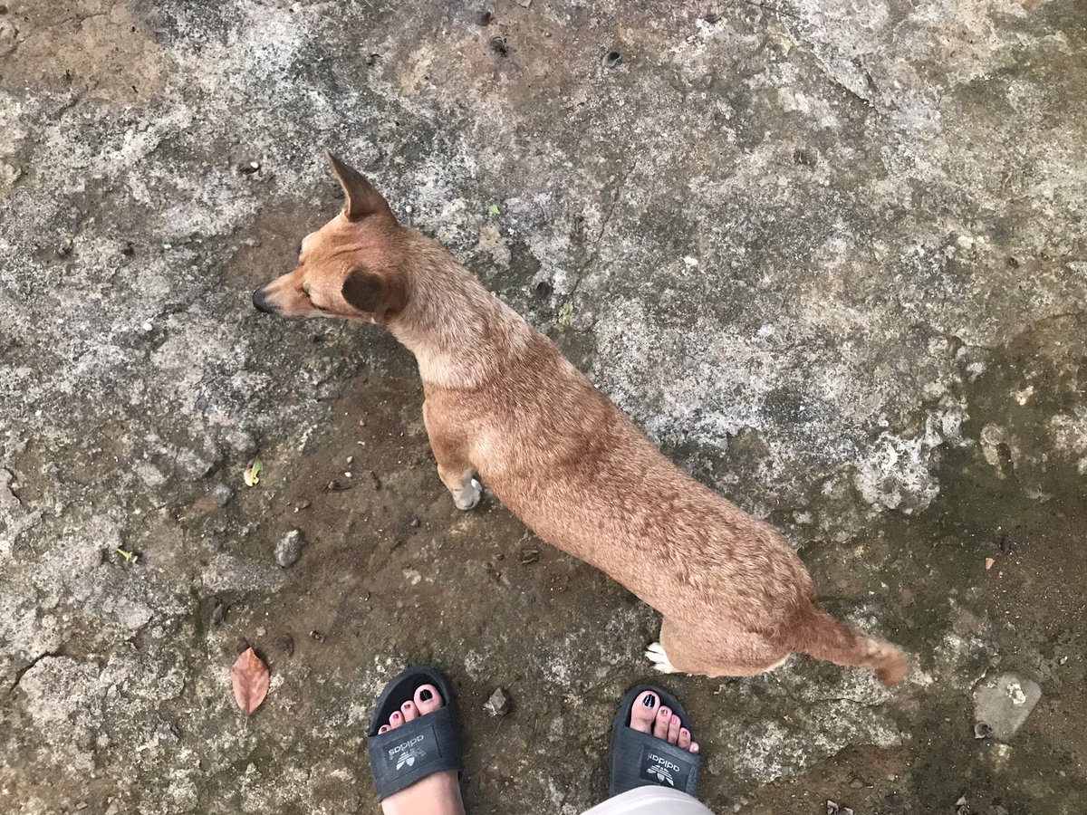aylabcats's tweet photo. I miss you danigirl💔 hangtod gehapon ron cge gehapon kog hunahuna nimooo😭 wa nakoy langi langion💔 https://t.co/x2JUoMDjw5