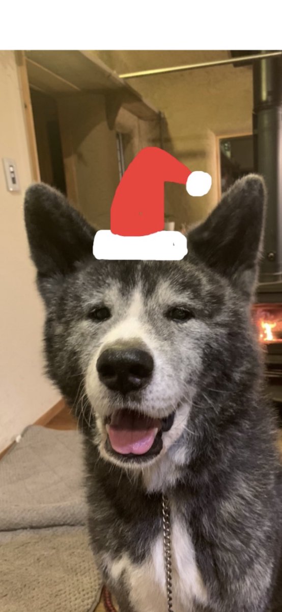 tenzan0728's tweet photo. そいじゃ、皆さん、
メリークリスマス🎄🎁🎅
素敵な夜を……☃️

#はちわれ兄弟
#風雲丸
#雷蔵
#秋田犬
#犬
#猫好き
#dog
#cat
#保護猫
#黒猫
#仮名クロさん https://t.co/gff7mrGorw