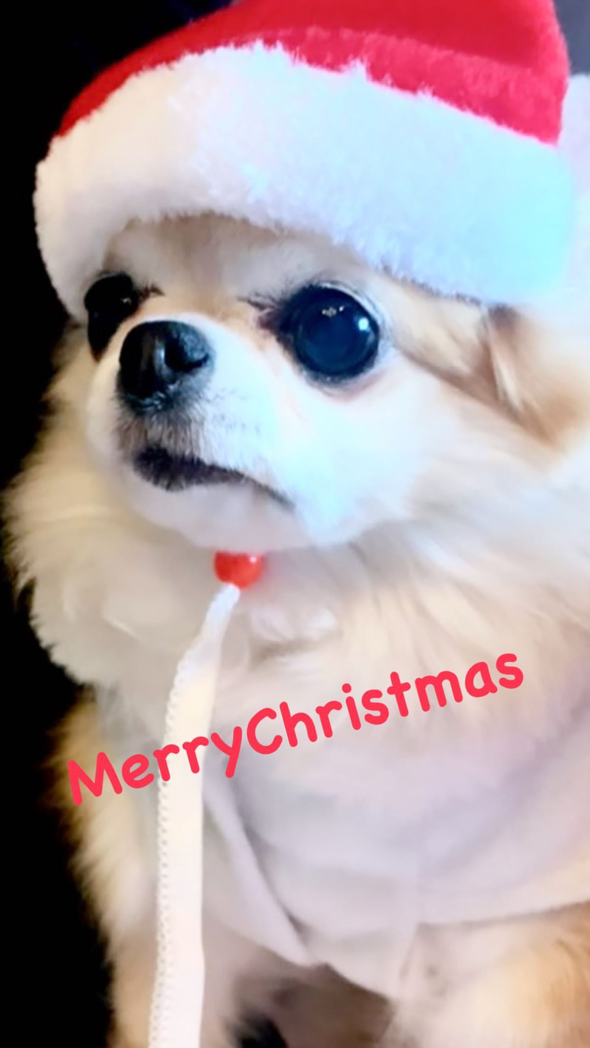 𝑀𝑖𝑜 光一さんインスタストーリー Merry Christmas 堂本光一 パン姫 T Co Fiyeynaekx T Co Cupdbr0wbn Twitter