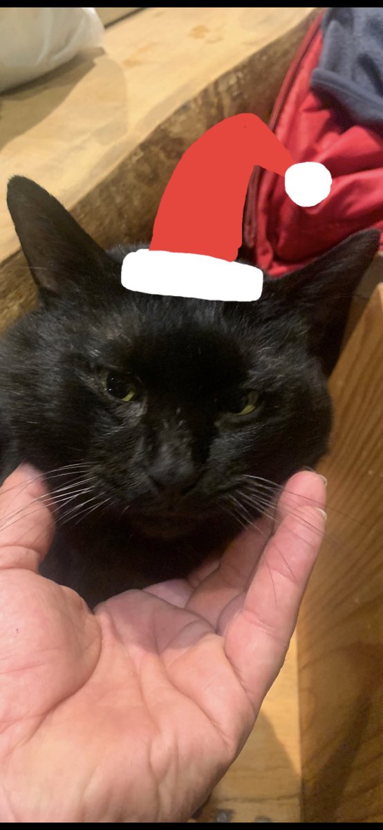 tenzan0728's tweet photo. そいじゃ、皆さん、
メリークリスマス🎄🎁🎅
素敵な夜を……☃️

#はちわれ兄弟
#風雲丸
#雷蔵
#秋田犬
#犬
#猫好き
#dog
#cat
#保護猫
#黒猫
#仮名クロさん https://t.co/gff7mrGorw