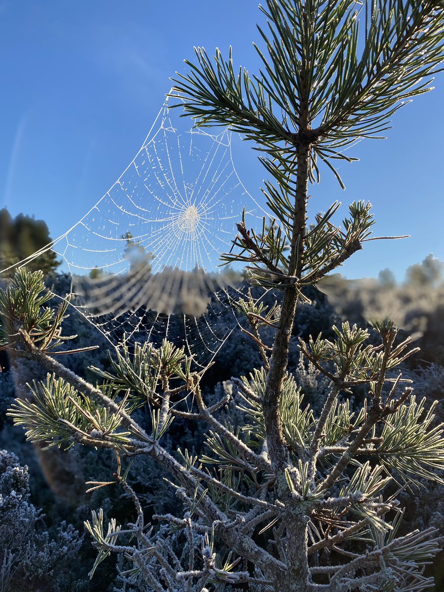 GreenTreeArts tweet media