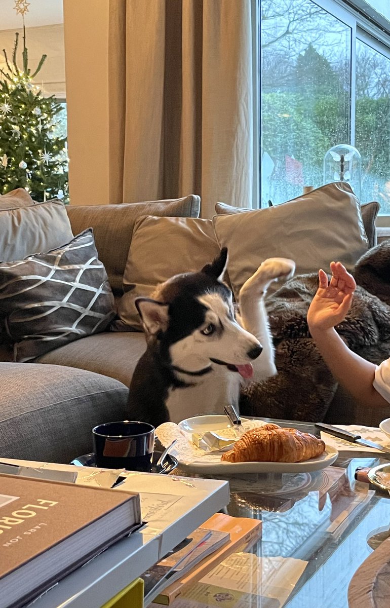 Huskymom2018's tweet photo. 目の前のクロワッサンのために、おとんの実家で可愛くなる柚。 https://t.co/J7gVDyu3fn