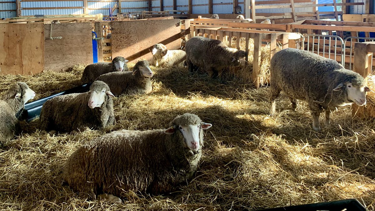 Merry Christmas and all the Best in the New Year from our family at Midpoint Meadows Farm 🎄