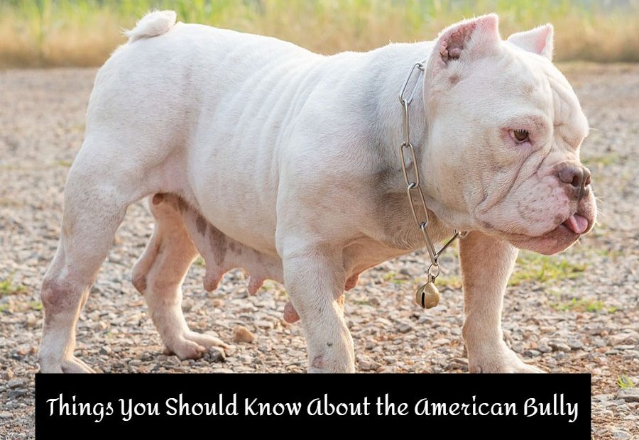 American Bully Dog Breed - Amazing Facts You Must Know!