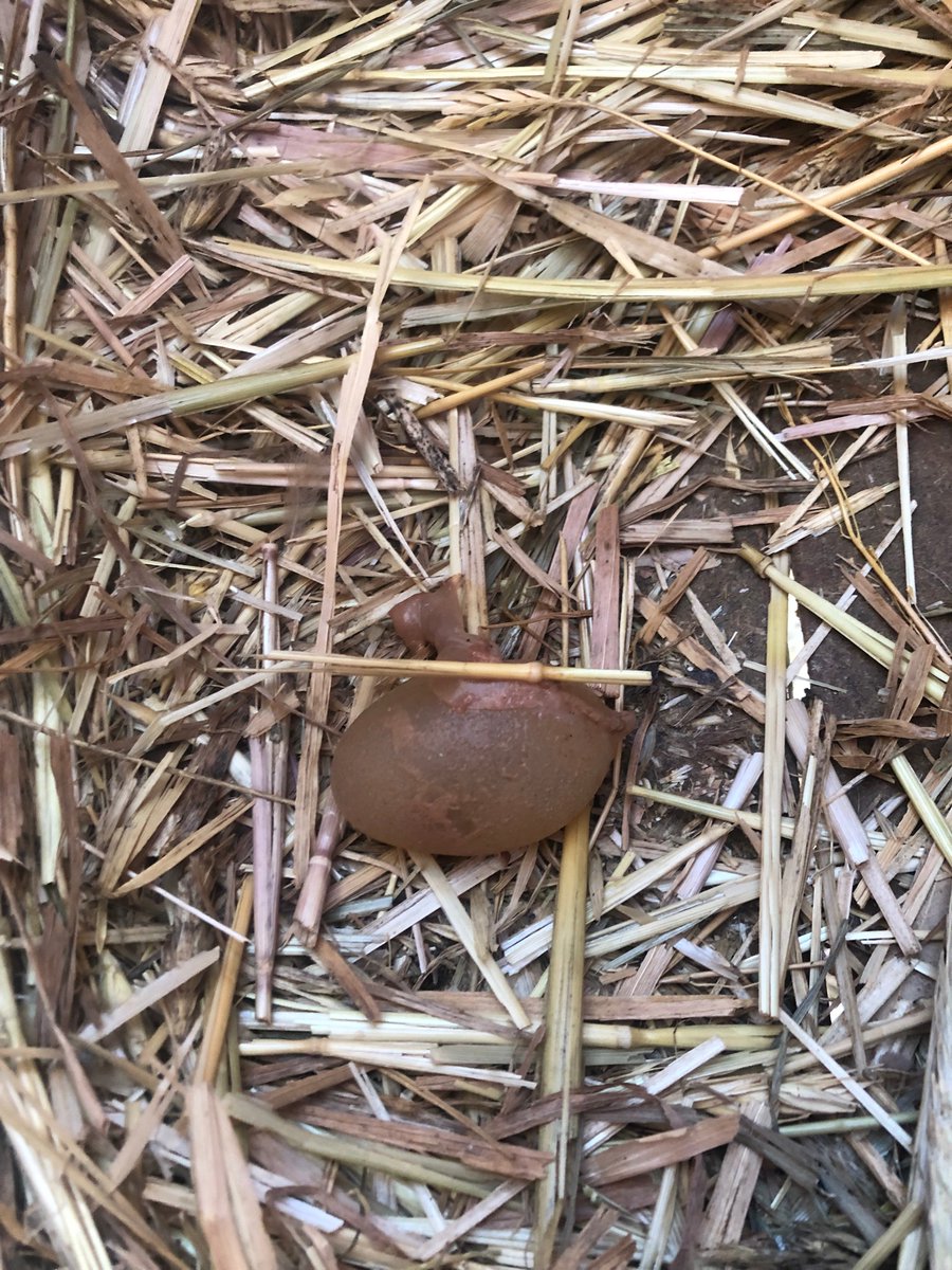 Syronade's tweet photo. @LudwigAhgren found an egg pre peeled. Bounces well. https://t.co/zcTdSAiQjO