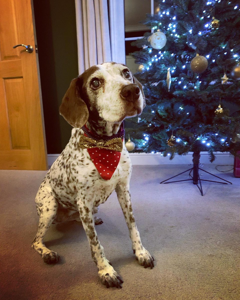 Merry Christmas! 🎄 #Christmas2021 #christmasdog