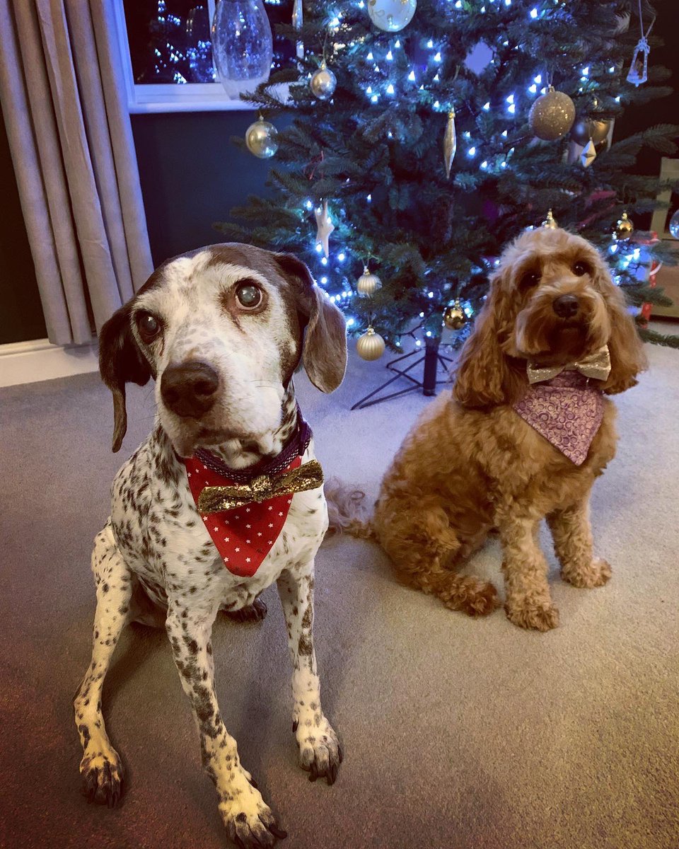 bells_boo's tweet photo. Merry Christmas! 🎄 #Christmas2021 #christmasdog https://t.co/AU0gOhYvT1