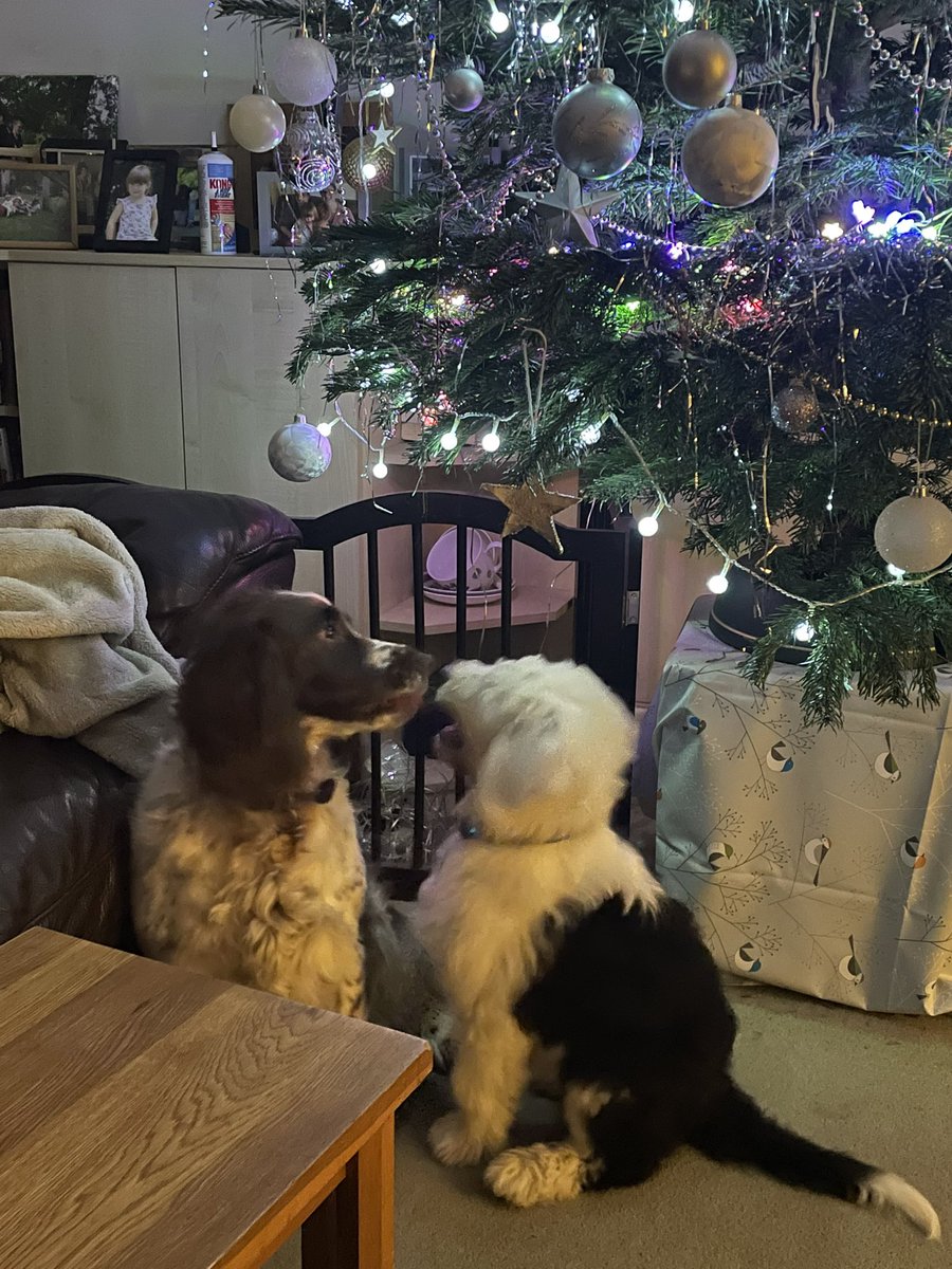 PaddyOC3's tweet photo. @M_CCarpenter Tilly and Lottie kissing under the Christmas tree! https://t.co/uJTuc7Ic5h