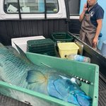 宮古島で巨大なナポレオンフィシュが釣れて驚いてしまった 味はどうなんだろう ドンキで売っていたらしい Togetter