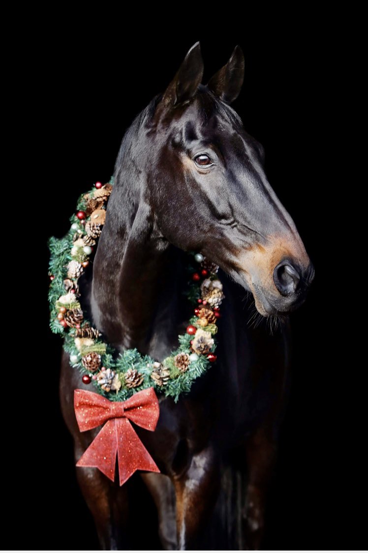 Merry Christmas everyone!!#daydreamart#blackaeroplane#champ#carrots#racehorse#retired#mudmonster#hippo
