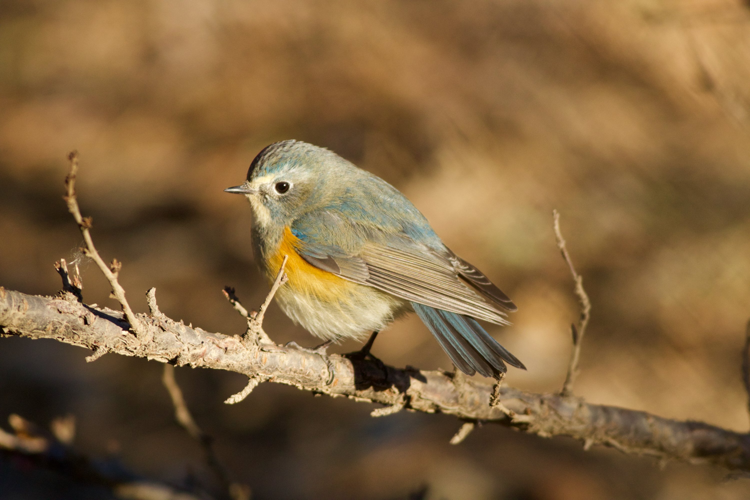 Red-flanked Bluetail – Wild Beijing 北京自然