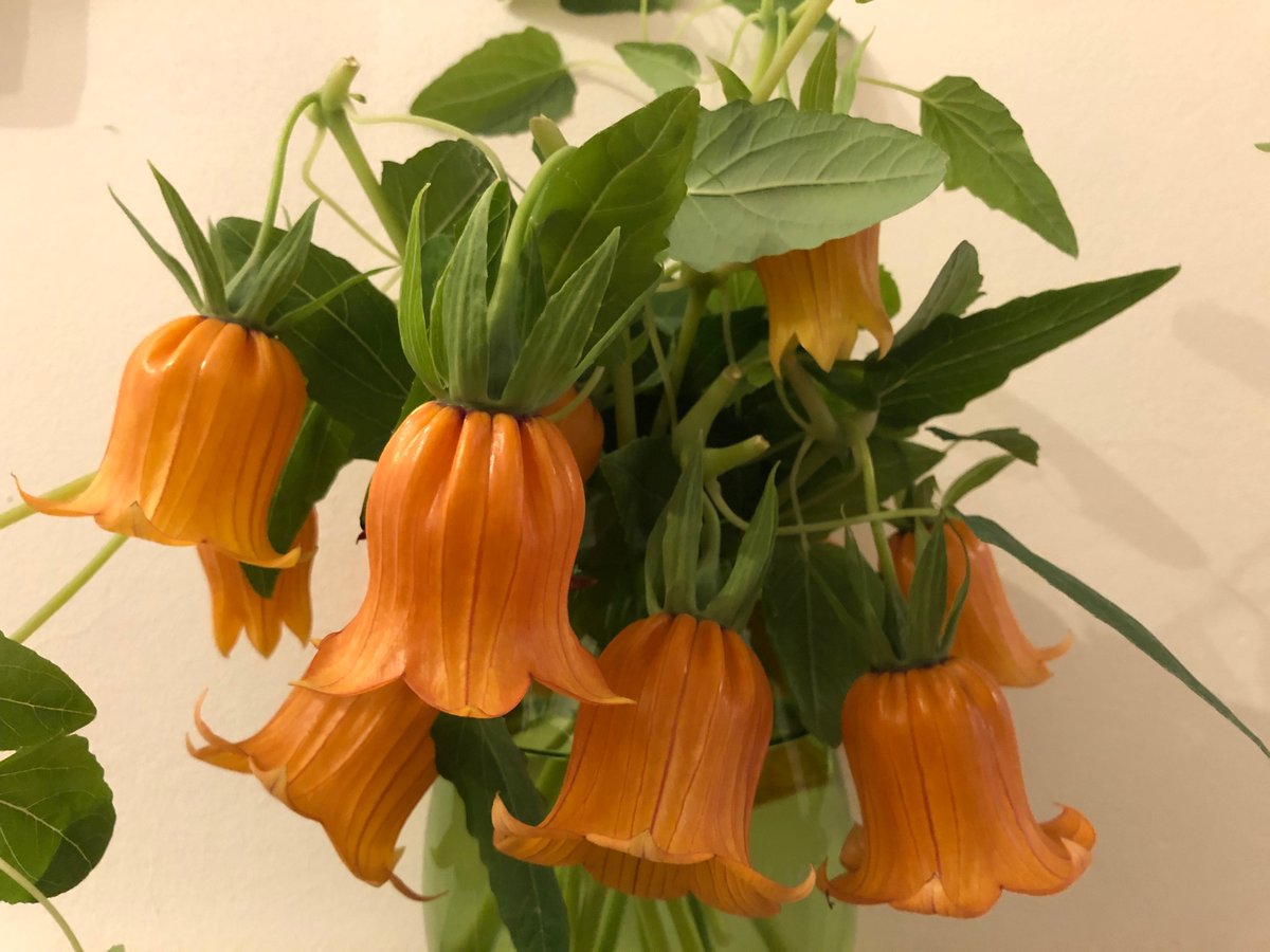 michaelffay60's tweet image. “Jingle bells, jingle bells, jingle all the way”  🔔  🔔 
#Canarina #Campanulaceae