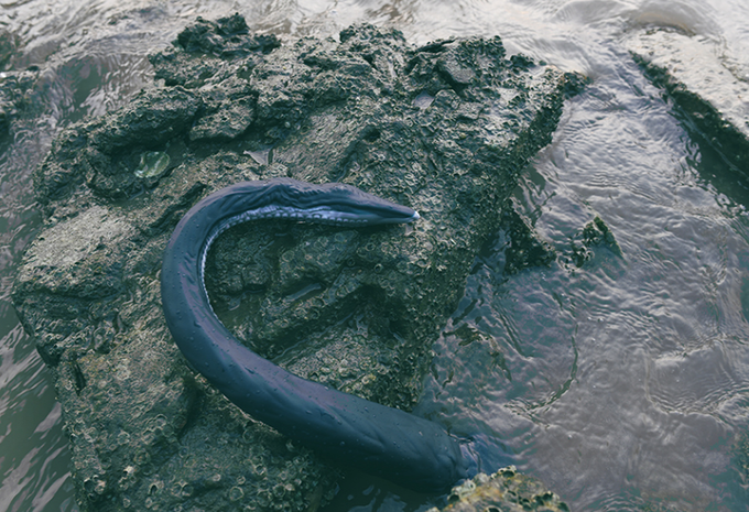 Watch NOTHOSAUR Aliexpress Official Store's leaked NSFW photo on TwXstars