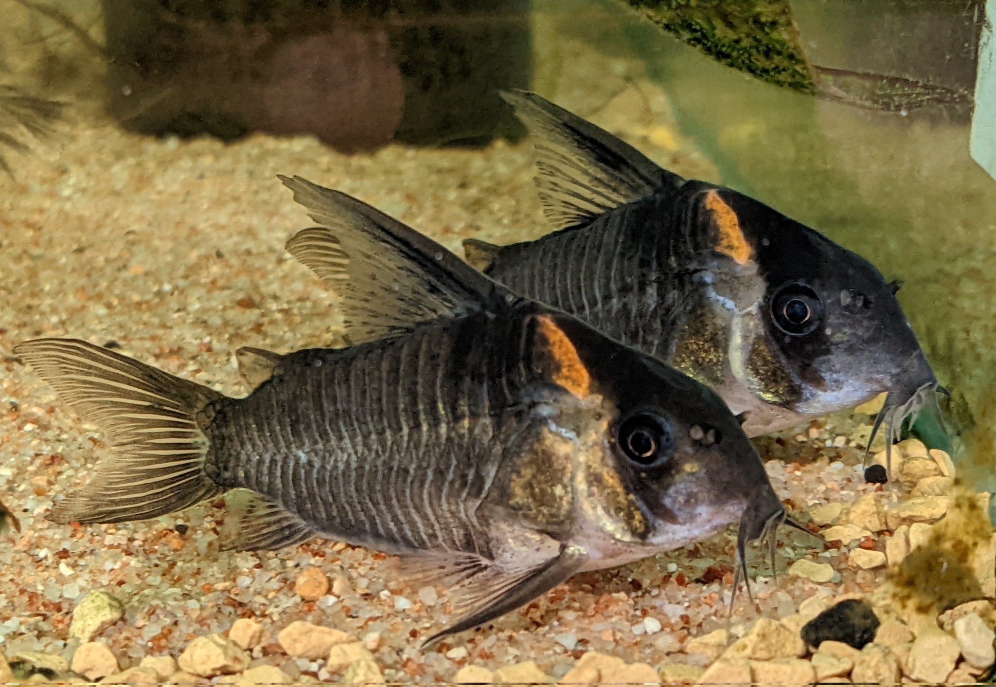 うんにゃ Corydoras19 Twitter