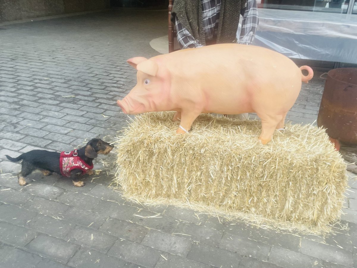 Beacelaya's tweet photo. Frida encontrándose con el formato animal de la carne que más le gusta.
#Xmasstories de la serie #Fridayyo https://t.co/g8v6vm3x7R
