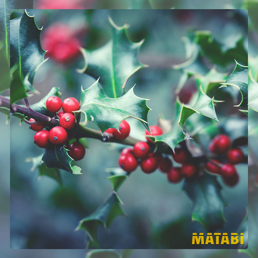 matabisprayers's tweet photo. La tradición de colgar el muérdago se remonta a los antiguos druidas que creían que la planta traía buena suerte y ayudaba a proteger contra los espíritus malignos.

¡Feliz Navidad!

#Matabi #Navidades #Muerdago #FelizNavidad #Agricultura #Jardin #Flores #Plantas https://t.co/Cncy7Ucuav