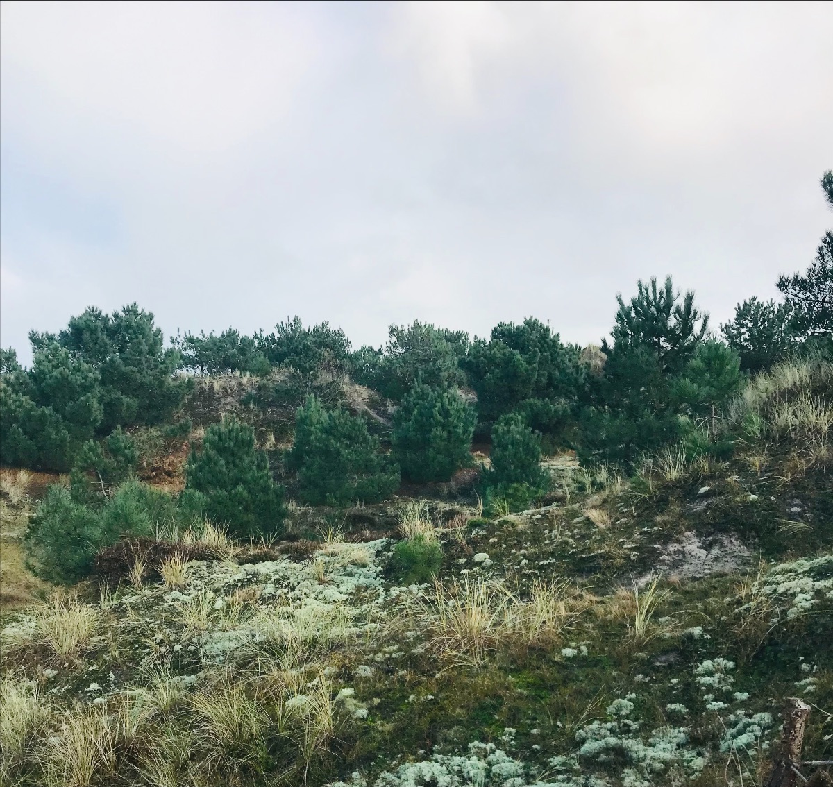 Aangespoeld: kerstverhaal van Eilandmeisje, december 2021 - mailchi.mp/f96d34b8ad26/a… #terschelling #wadden #eilandmeisje #kerst #jutten #darksky #duisternis #sterren