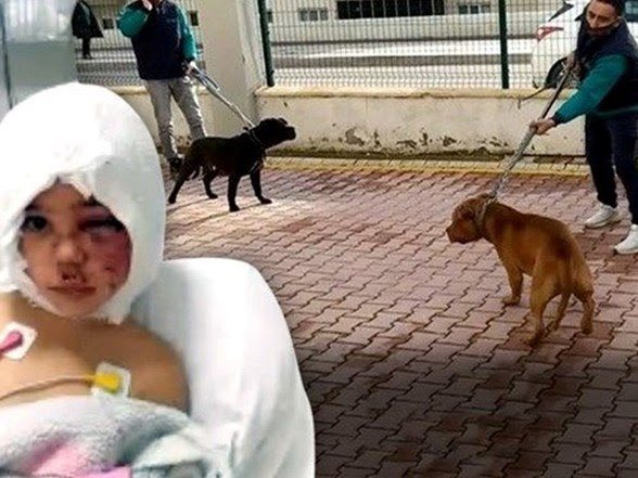 Gaziantep'te 2 pitbullun  saldırısıyla ağır yaralanan Asiye'nin babası Hüseyin Ateş, apartman görevlisi olarak çalıştığı sitedeki işinden kovuldu.

“Evimiz de site yönetimine aitti. Taşınmak zorundayız.”