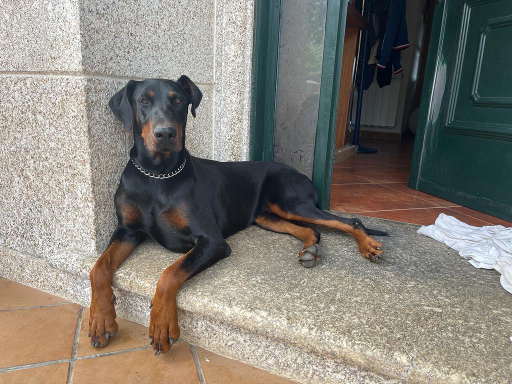 javi_fdez15's tweet photo. Perdido dóberman anoche por la zona de playa america (Nigrán) aunque podría estar por cualquier zona del val miñor. Se agradece difusión y cualquier información. Telf de contacto: 698119733 @guardiacivil @ConcelloNigran @policianigran https://t.co/PWdjjXi9yM