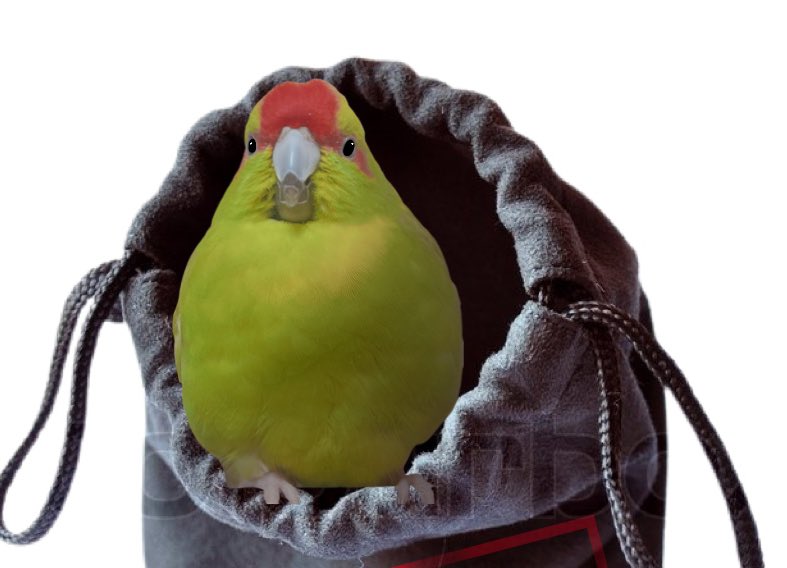 너무 귀여워서 납치당하는 두둥실