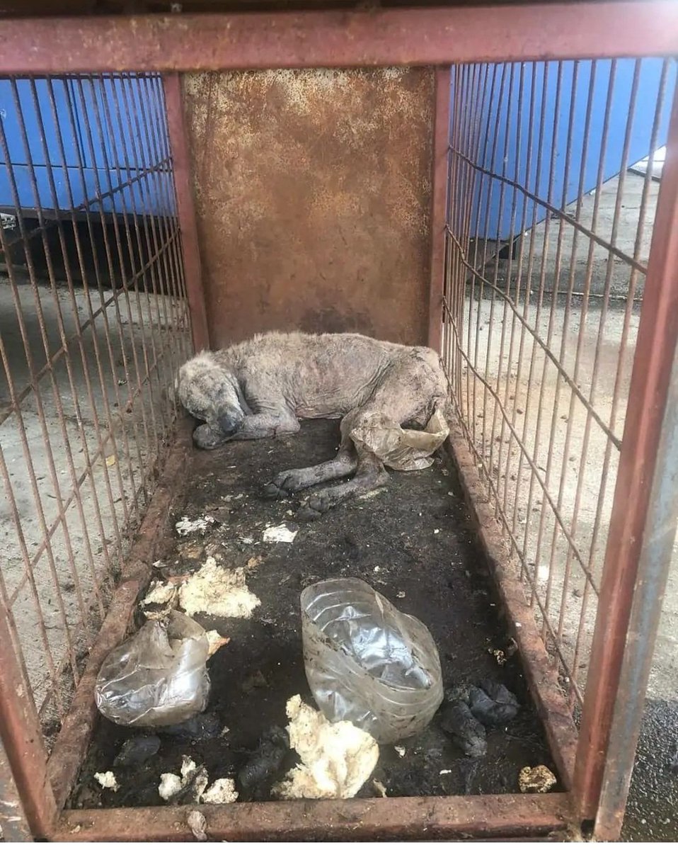 Uyuyor sananlar olabilir, insanoğlunun zulmüne karşı ölmeyi seçmiş.

Barınakta onları bekleyen son bu.

#SokakHayvanlarıSahipsizDeğil