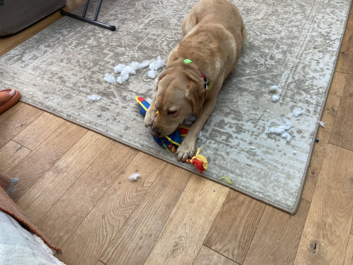 PeterRobinMason's tweet photo. Happy Christmas all. Honey got 2 new toys for Christmas which she really liked. Unfortunately, after playing with the duck for a while she decided it needed killing. We now have “snow” on the floor. https://t.co/UshE3FnURM