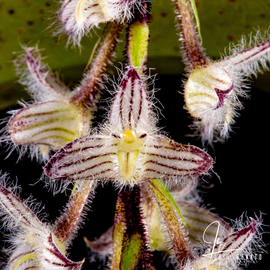 orquideasecobr's tweet image. Bulbophyllum lindleyanum Griff. 1851 SECTION Hirtula Ridley 1908

Bulbophyllum caesariatum Ridl.1924; Bulbophyllum ringens Rchb.f 1865; Phyllorchis lindleyanum [Grif.] Kuntze 1891