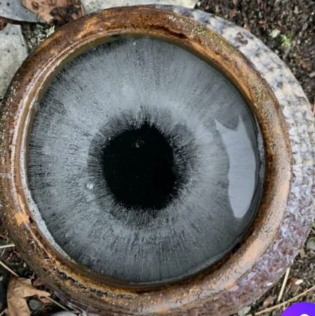 SuperInfinity96's tweet image. nature eyes 😯