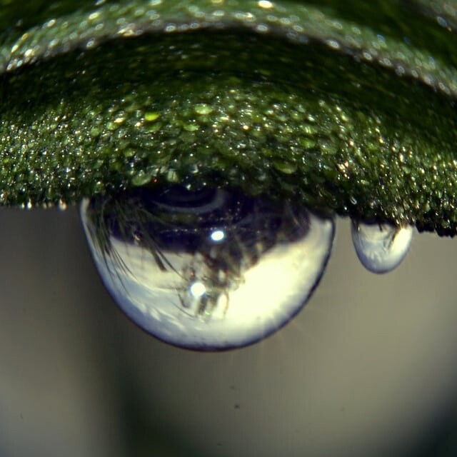 SuperInfinity96's tweet image. nature eyes 😯