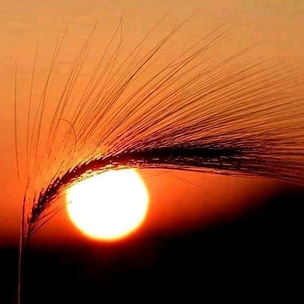 SuperInfinity96's tweet image. nature eyes 😯