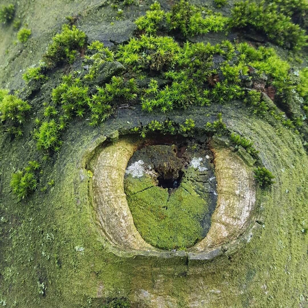 SuperInfinity96's tweet image. nature eyes 😯