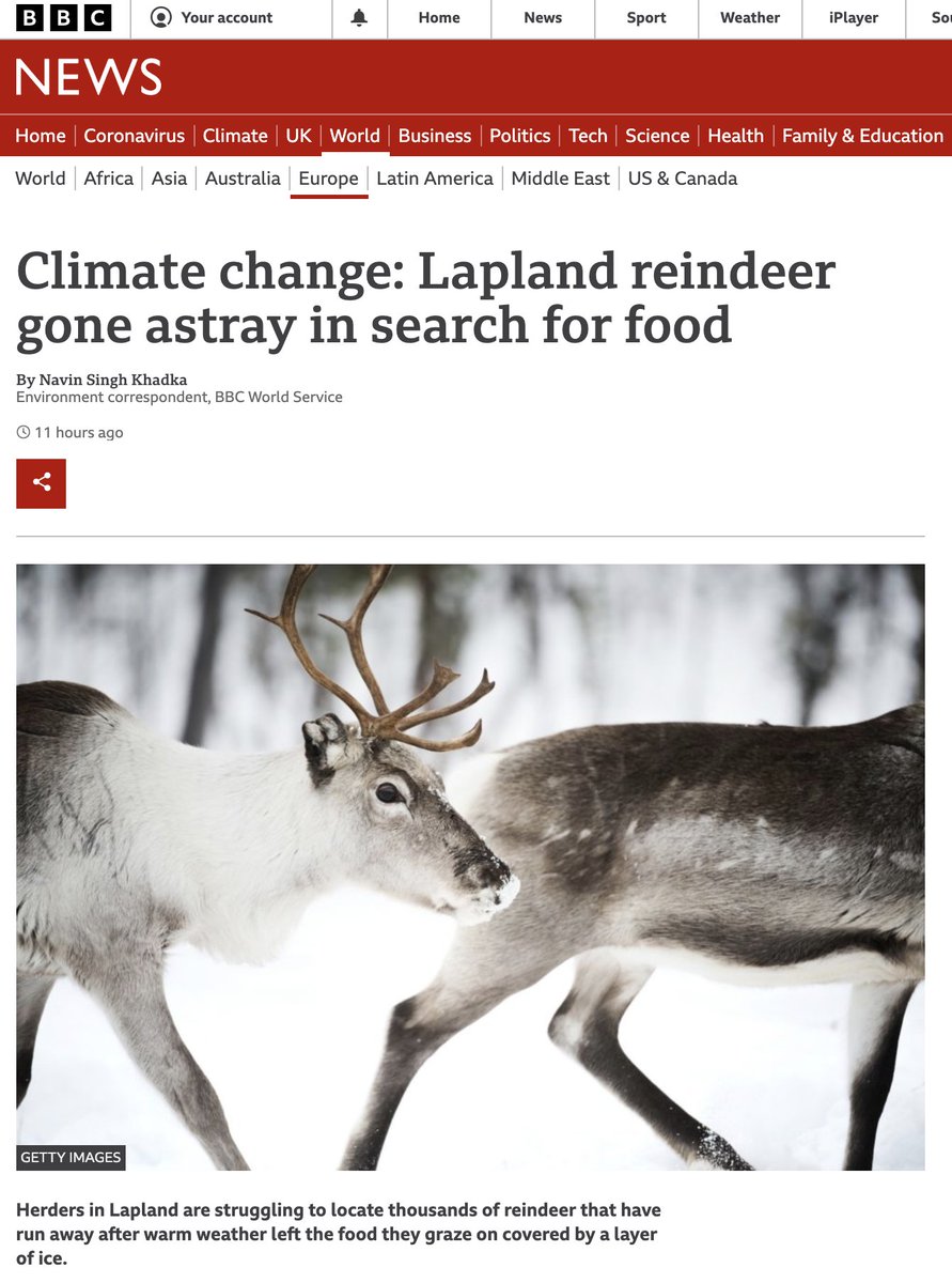 Some #reindeer might have helped Santa, but thousands of them have been on the run in search of winter-food in parts of #Lapland, particularly in #Sweden and #Finland

Herders facing huge challenges

And #climate change is largely to blame

Our exclusive: bbc.co.uk/news/world-eur…