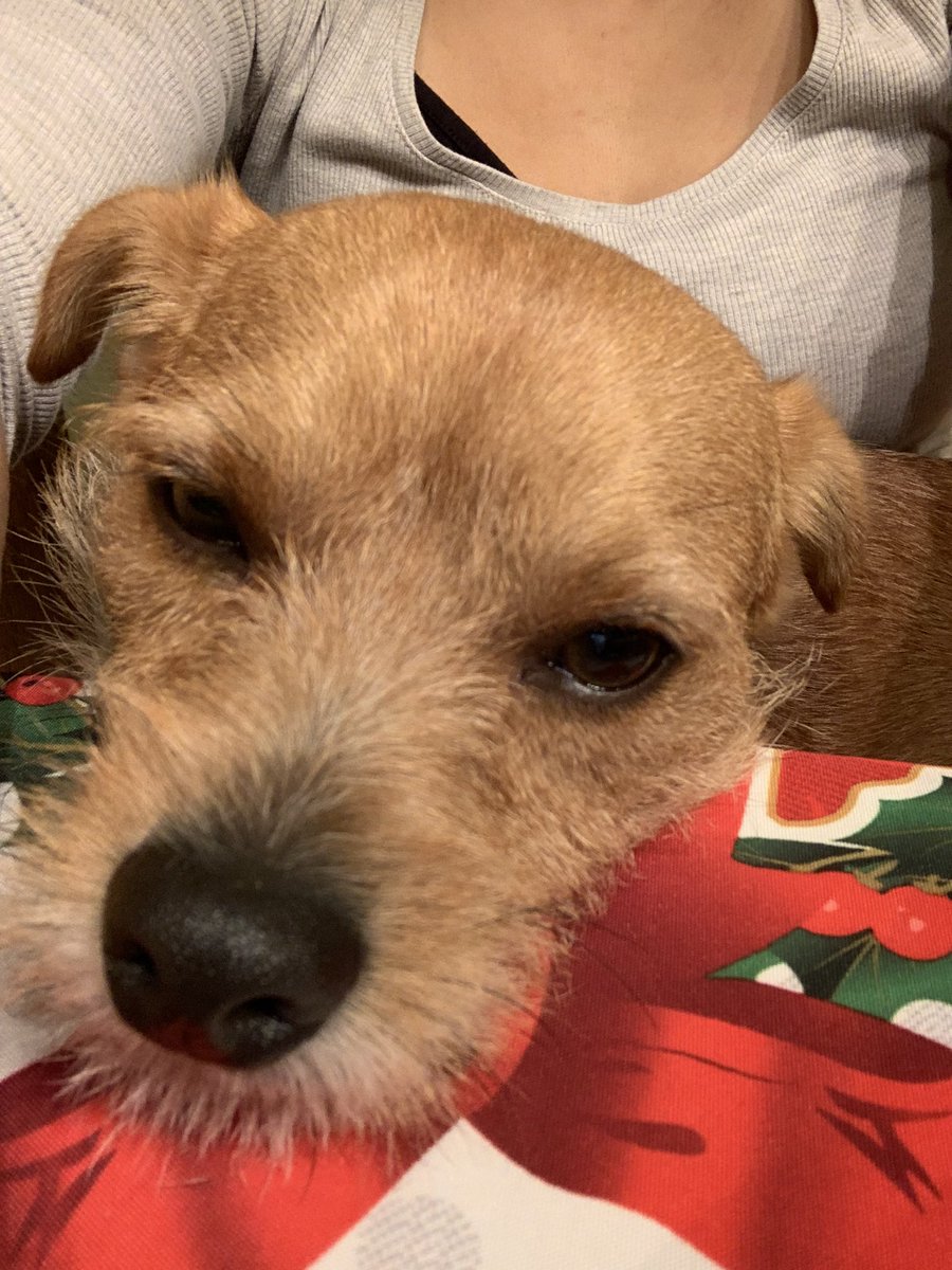 Bambilicous2's tweet photo. Mood after christmas dinner yesterday…😅😅

#cutedogs #dogsoftwitter #dogs #dogtraining #Christmas2021 #borderterrier #rescuedogs #hund #hunde #hundeliebe #hundeleben #hundeglück #AdoptDontShop #AdoptDontBuy https://t.co/JE22Ui4UAB