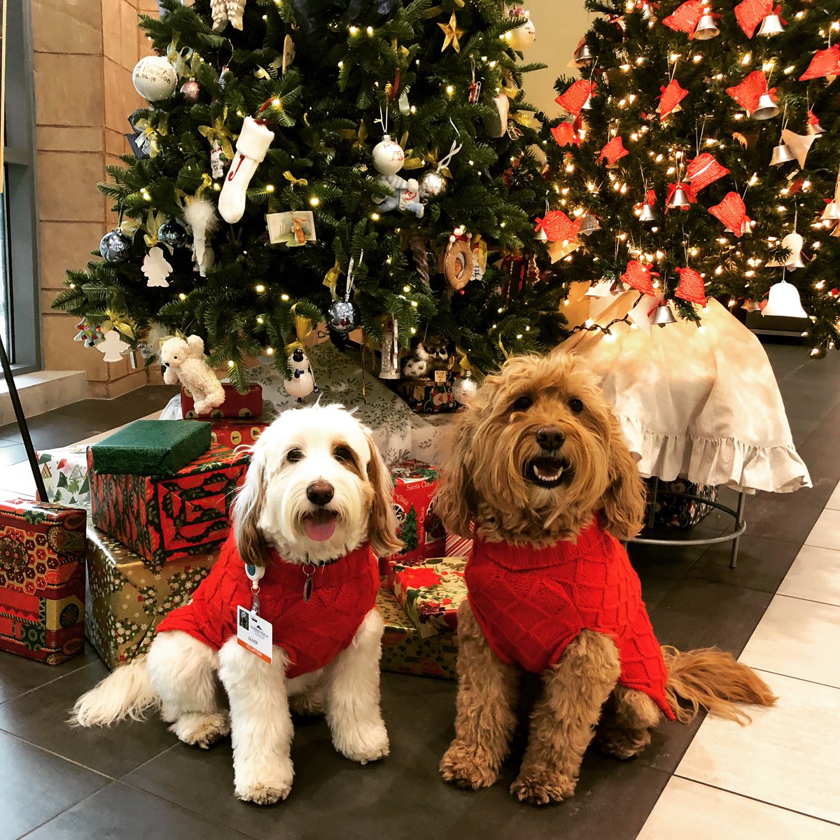 We wish you a Merry Christmas and a happy, healthy, prosperous new year filled with love and laughter! #happyholidays #merrychristmas #happypawlidays
