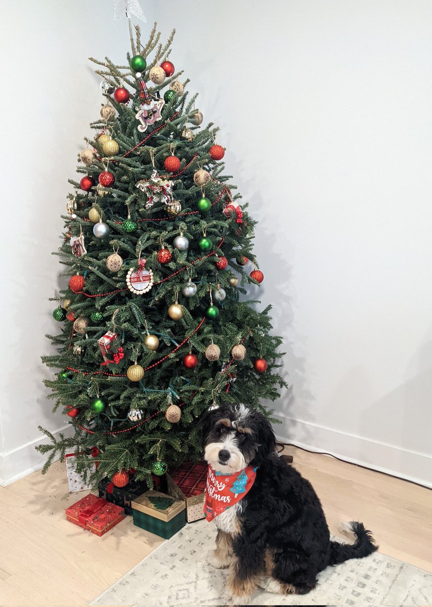 Sending some cheer from my pup Bella on Christmas especially for those who have to stay away from loved ones due to the ongoing covid surge. Hope your day is merry and bright.. 💥💖  <a href="/manaalfar/">Manaal Faruqui</a>