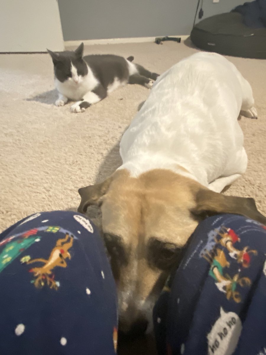 CosmicJane1's tweet photo. Colbert is worried too! Santa knows I pooped on the rug at least 2xs this past year. She was asking me if Santa was still going to bring her something. #dogs #dogsoftwitter #nervousdogs #christmas https://t.co/PA3BpqlJfJ