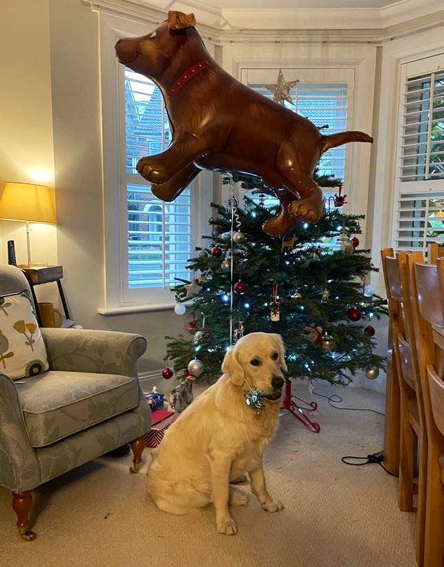 A dog for life… and a dog for Christmas 🎄 #GoldenRetrievers #Christmas2021 #MeryChristmas #MerryDogmas
