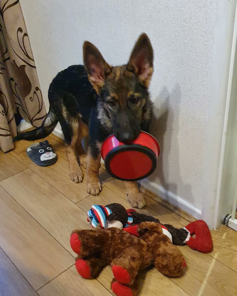 dazzjames's tweet photo. I think Nala enjoyed her first Christmas dinner 😊🤣 
#Christmas2021 
#GermanShepherd https://t.co/koRtcSevjQ