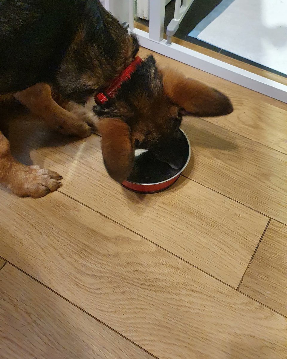 dazzjames's tweet photo. I think Nala enjoyed her first Christmas dinner 😊🤣 
#Christmas2021 
#GermanShepherd https://t.co/koRtcSevjQ