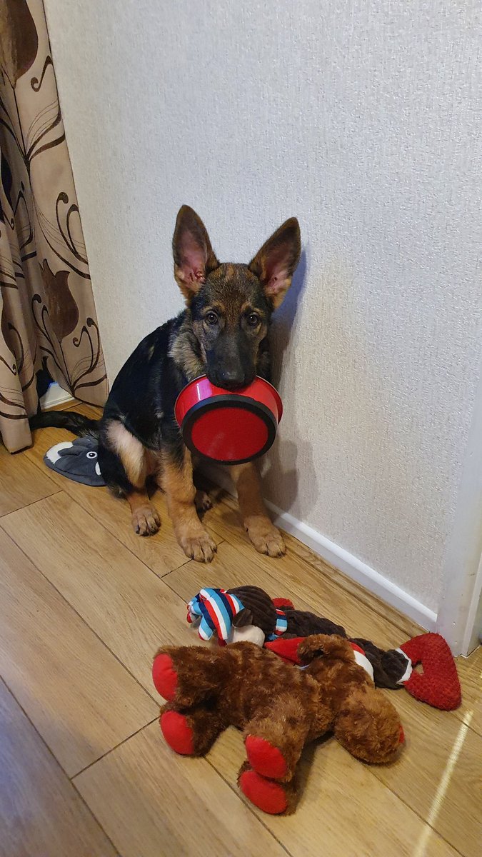 dazzjames's tweet photo. I think Nala enjoyed her first Christmas dinner 😊🤣 
#Christmas2021 
#GermanShepherd https://t.co/koRtcSevjQ