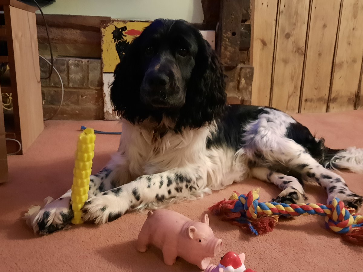 Merry Christmas one and all 🎄I hope you're all having a great time. Monty's loving his first Christmas 🐶🎁