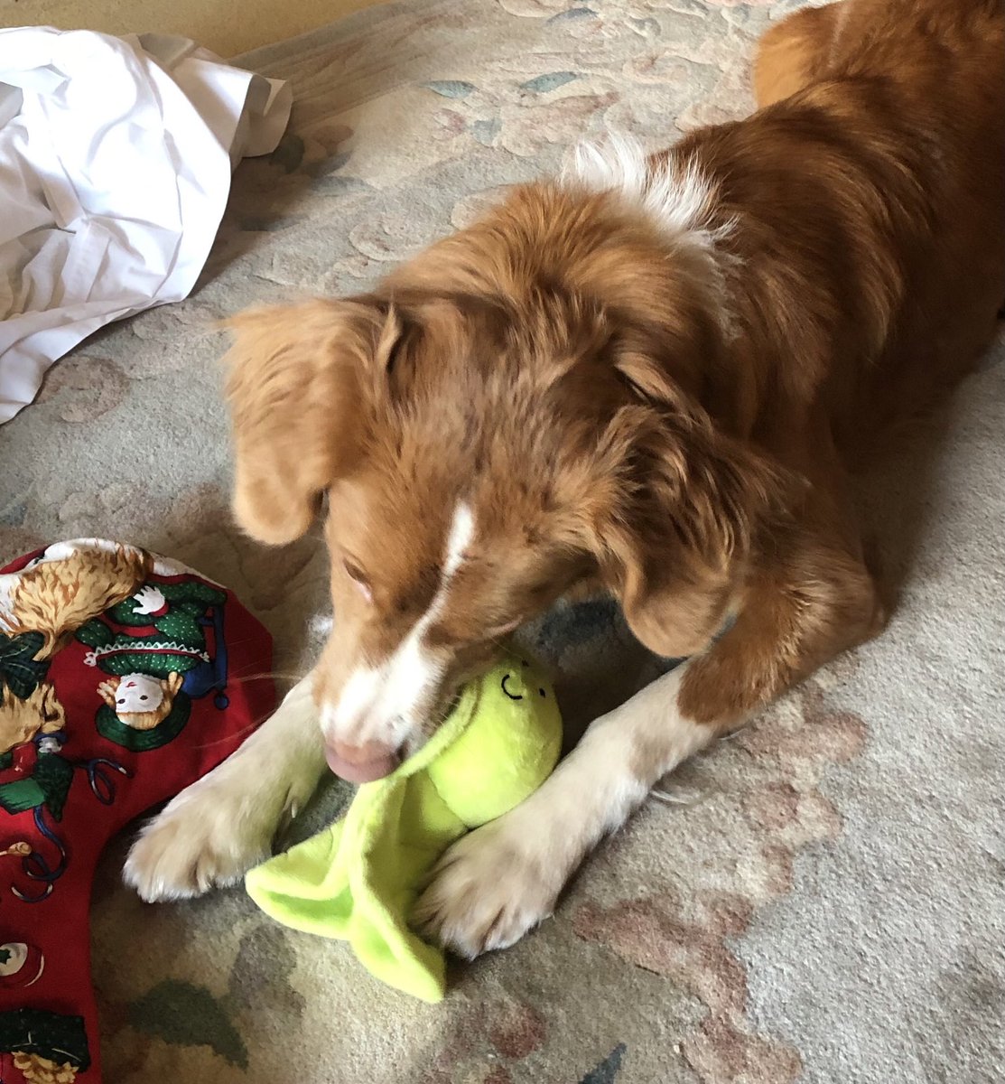 squirrel_patrol's tweet photo. Christmas sprout 🌱 https://t.co/5iQQfAxVMo