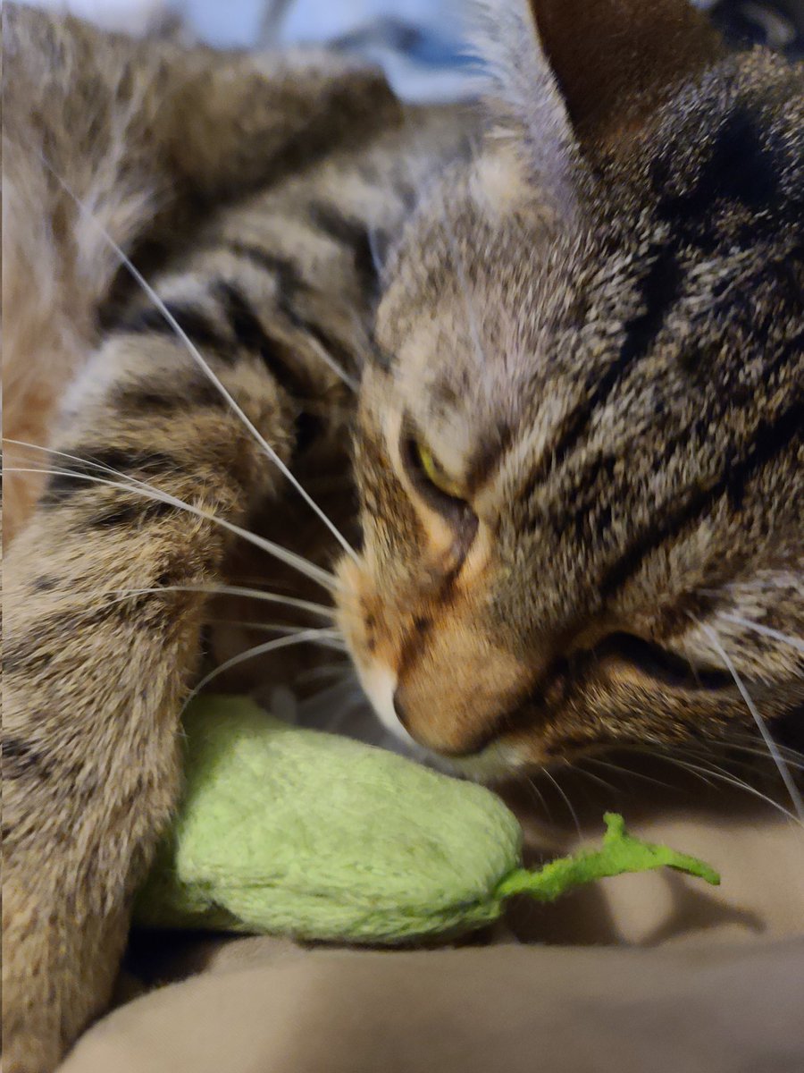 Marcus_TheCat's tweet photo. I got a pickle for Christmas! https://t.co/6xDEO2kNt8