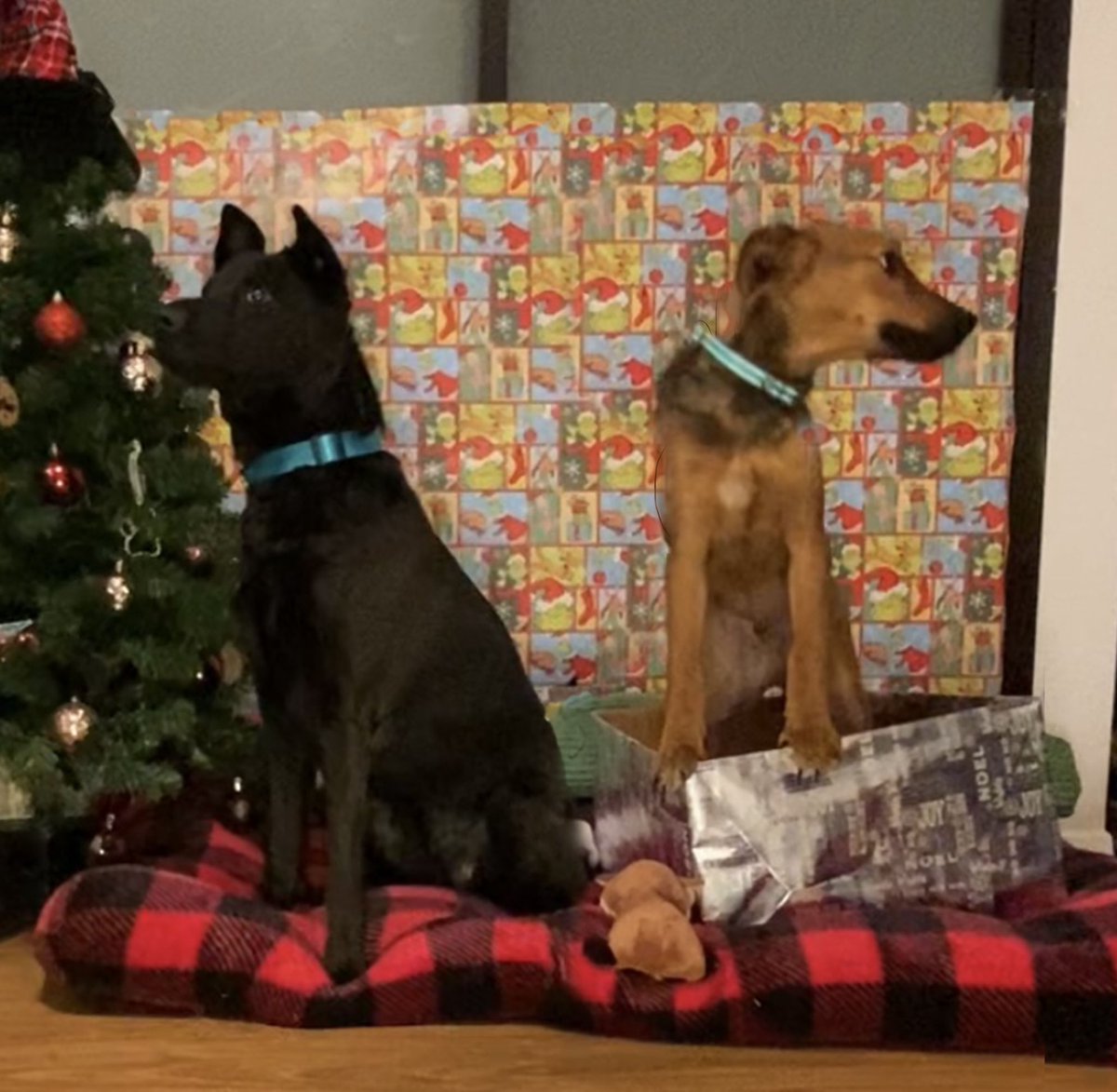 Samifred1997's tweet photo. Merry Christmas!!🎄🎁 https://t.co/xO2jTrGc38