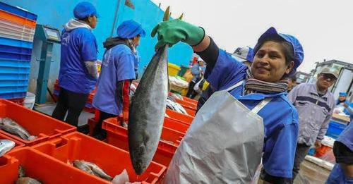 Gestionpe's tweet photo. #LoÚltimo | Produce autorizó la pesca exploratoria de 500 toneladas de pescado bonito ►https://t.co/x6urXsBEo7
#Bonito #Pesca #Exploratoria #Produce https://t.co/umNahnxz3f